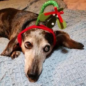 Meet your Posher, Suzanne